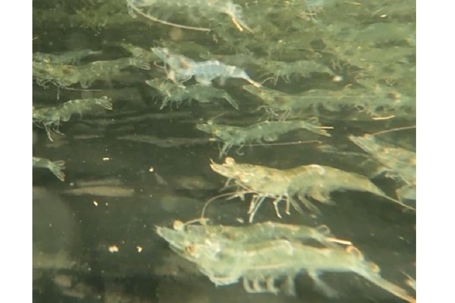 養殖するバナメイエビの稚魚（画像：JR東日本スタートアップ）。