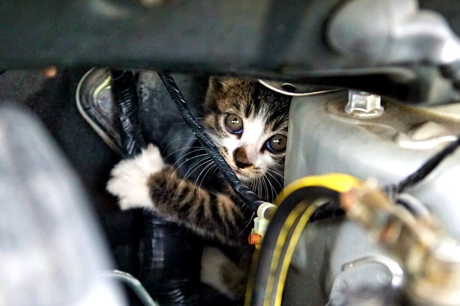 車の中に入り込んでしまった子猫のイメージ（画像：写真AC）