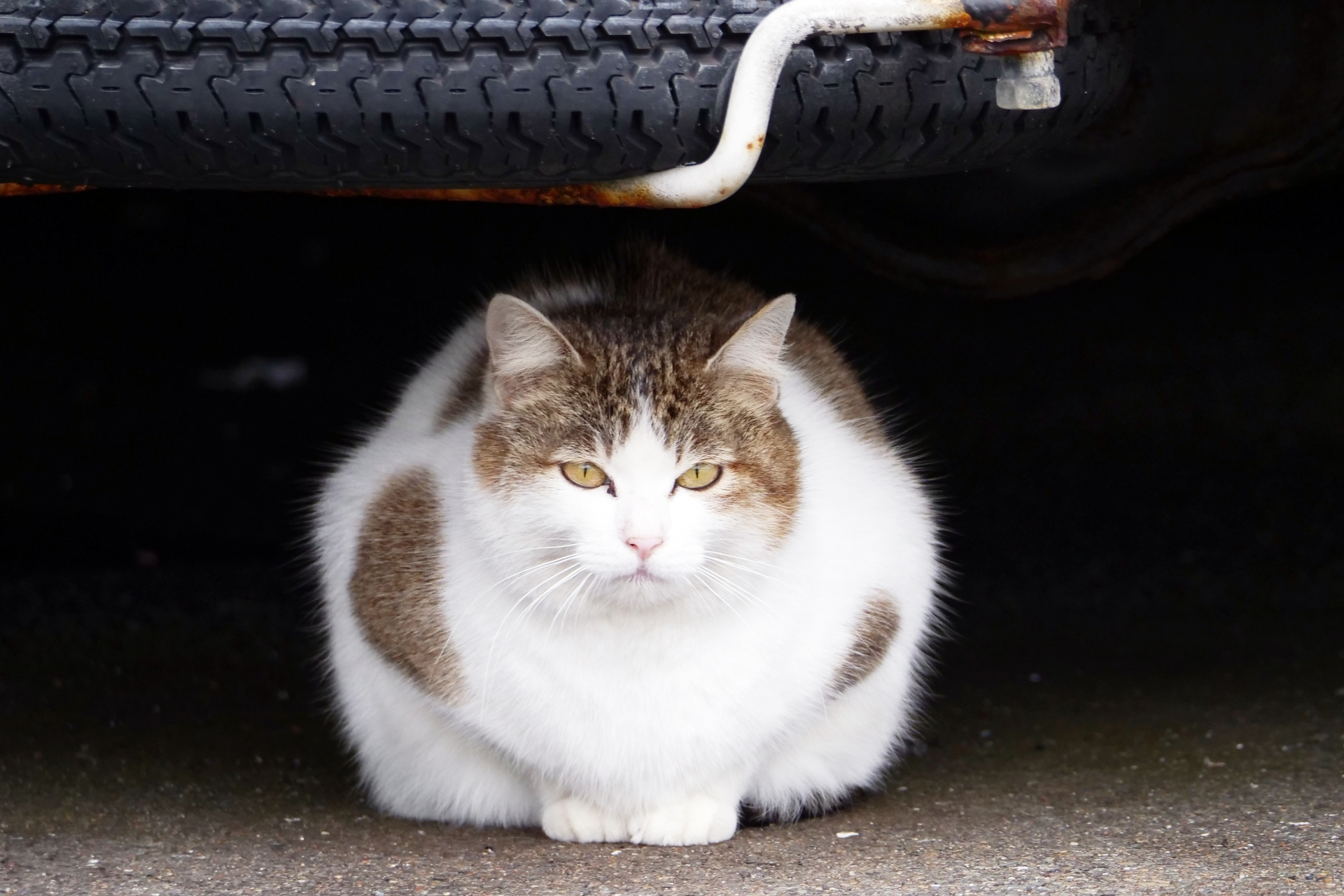 車の下に隠れる猫のイメージ（画像：写真AC）