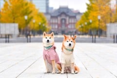 【愛犬と乗りたい！】「ペット新幹線」を見る（画像6枚）