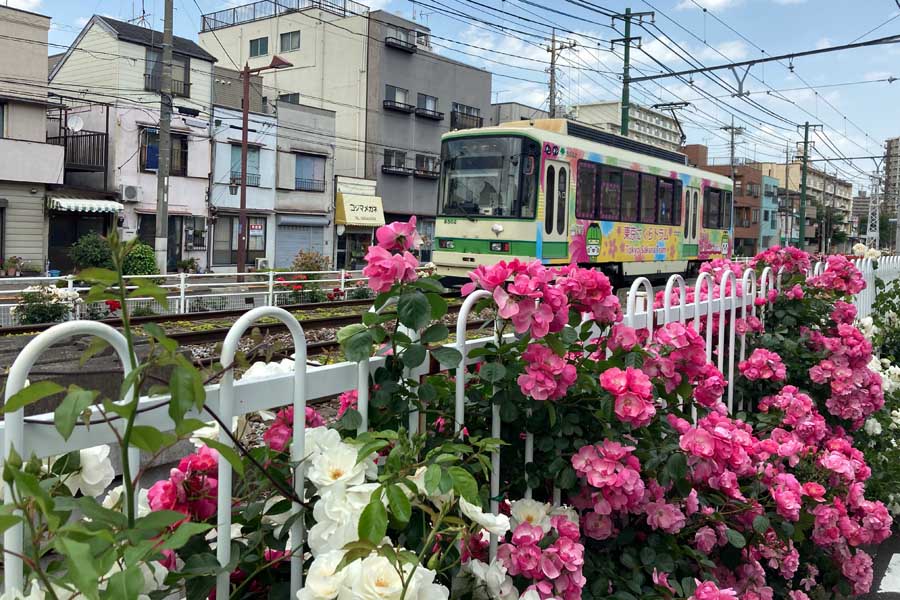 バラが植えられた荒川車庫前―荒川遊園地前を走る都電（画像：小川裕夫）