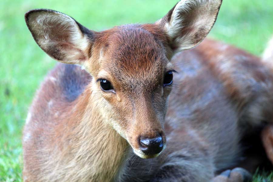 シカ（画像：写真AC）