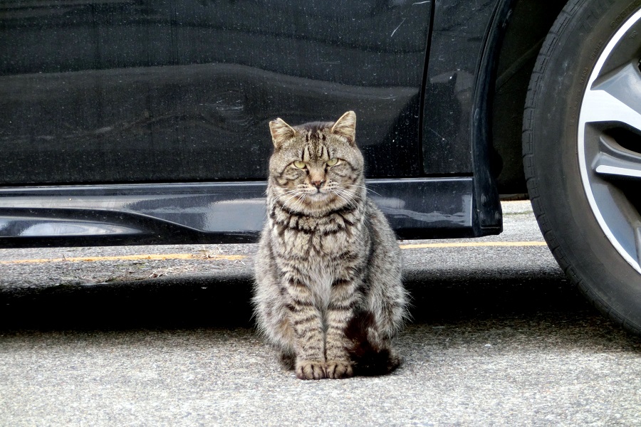 車と猫のイメージ（画像：写真AC）