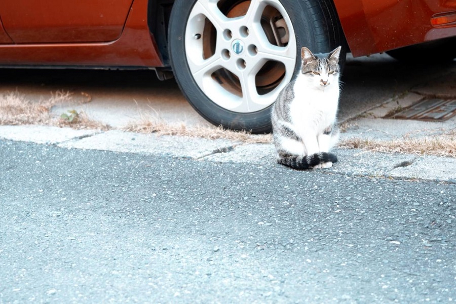 車と猫のイメージ（画像：写真AC）