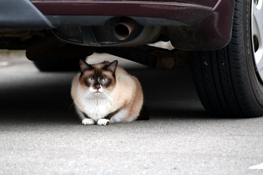 車と猫のイメージ（画像：写真AC）