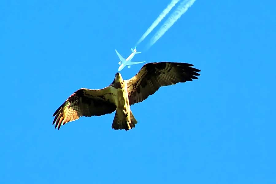 鳥と飛行機(画像:写真AC)