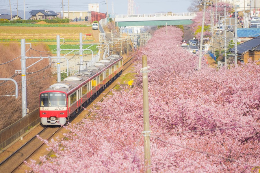 河津桜のそばを走る京急の電車（画像：写真AC）
