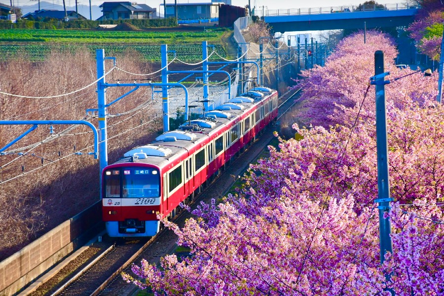 河津桜のそばを走る京急の電車（画像：写真AC）