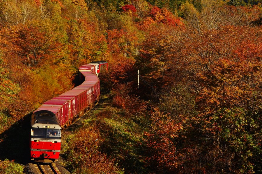 紅葉の中を走る石北本線の貨物列車（画像：写真AC）
