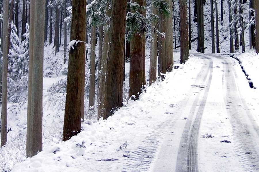 雪の杉林を抜ける国道477号線（画像：ネルソン三浦）