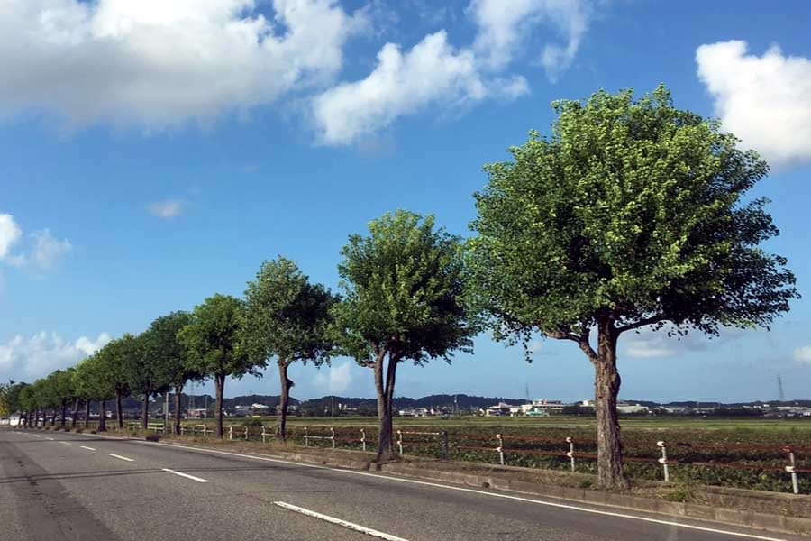 街路樹（画像：写真AC）