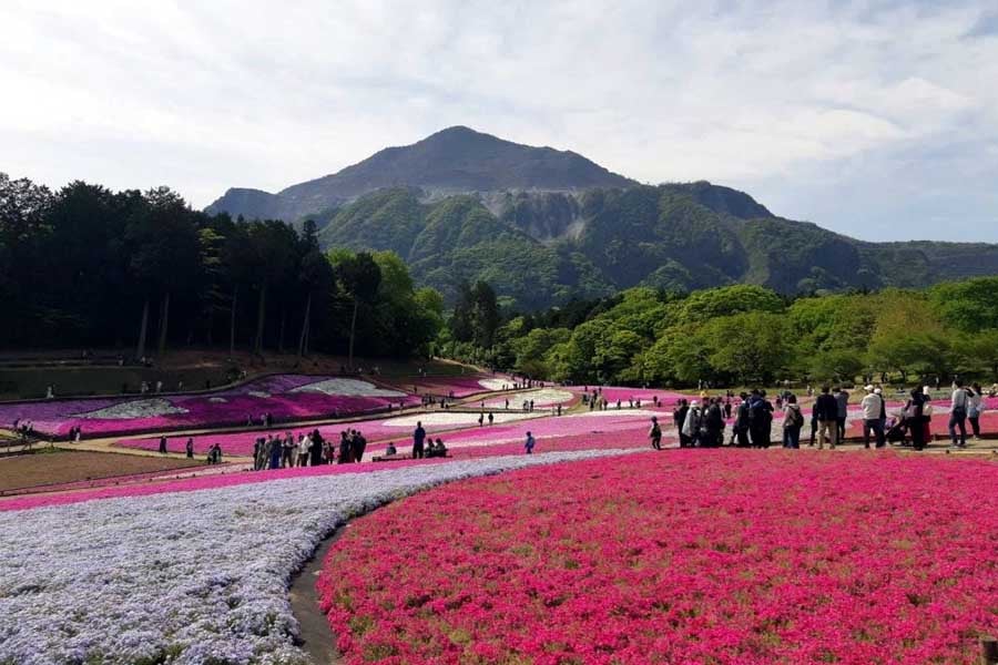 秩父市の羊山公園で見られる美しい芝桜のじゅうたん（画像：観光庁）