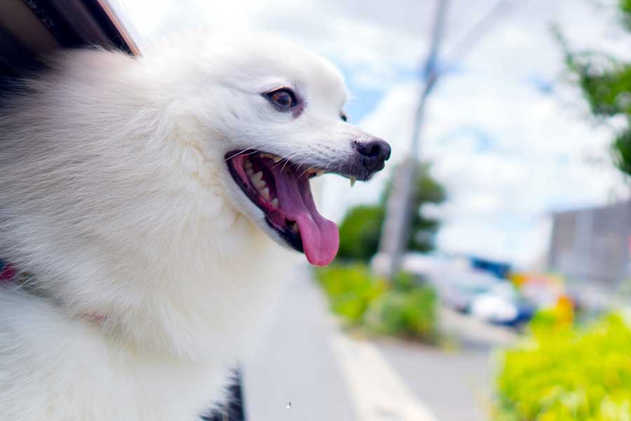 クルマの窓から顔を出す犬（画像：写真AC）