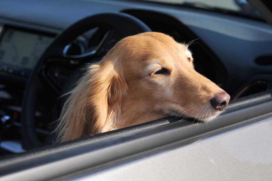 クルマの窓から顔を出す犬（画像：写真AC）