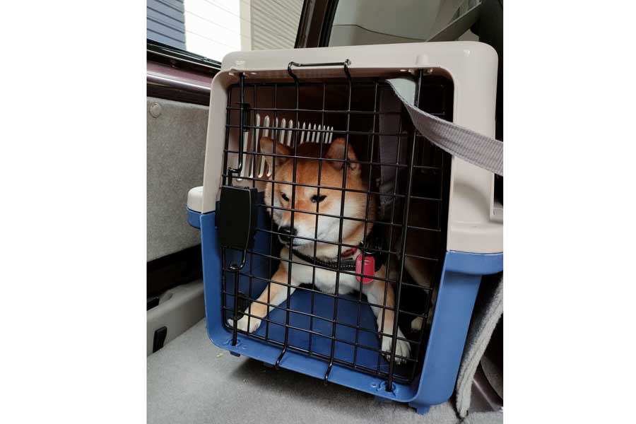 クルマの中でクレートに入っている犬（画像：写真AC）