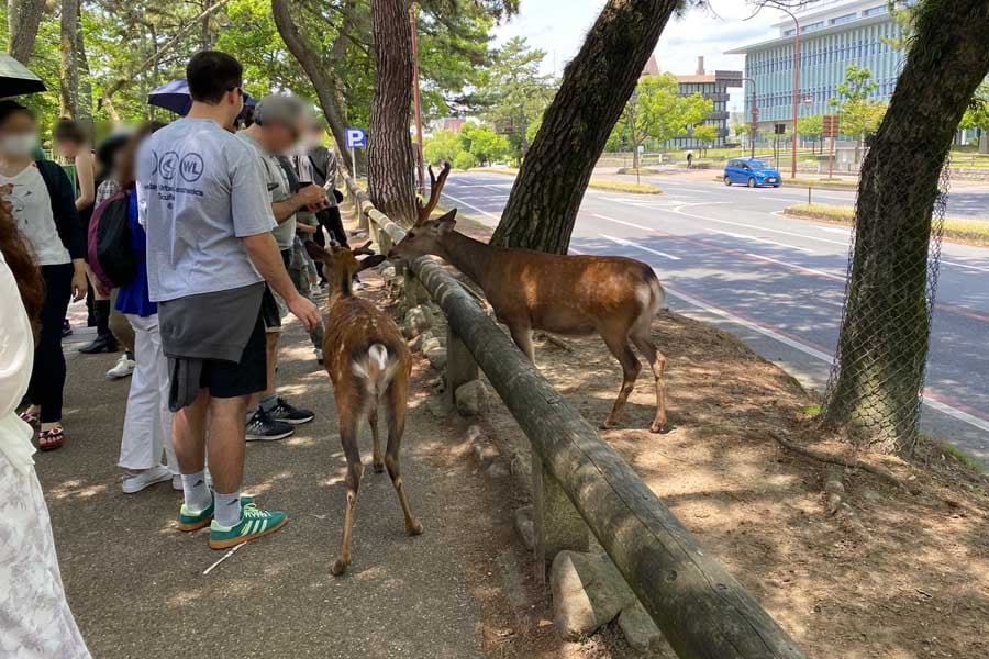 奈良公園のシカにえさを与える訪日客（画像：高田泰）