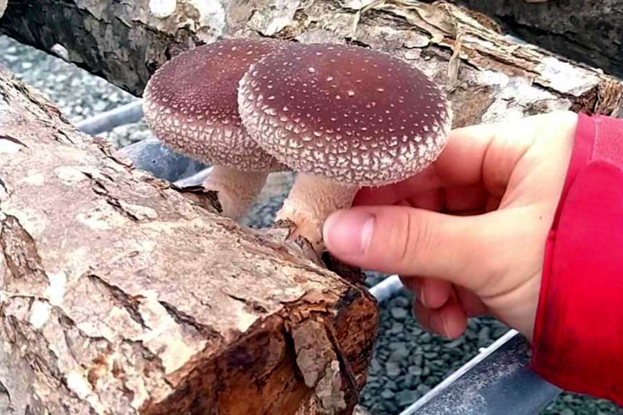 北海道拓殖バスの運営する「拓鉄キノコタン」（画像：北海道拓殖バス）