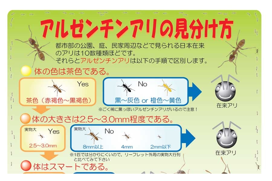 アルゼンチンアリの見分け方（画像：環境省）