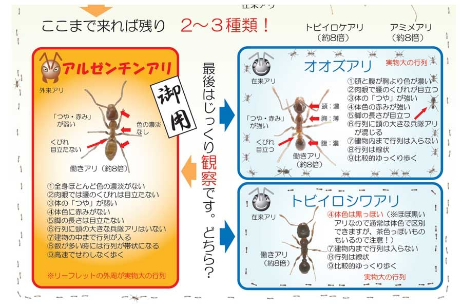 アルゼンチンアリの見分け方（画像：環境省）