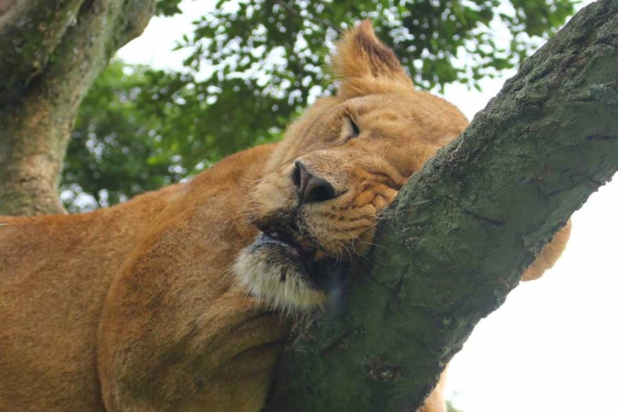 動物の寄りかかラー?(画像:写真AC)