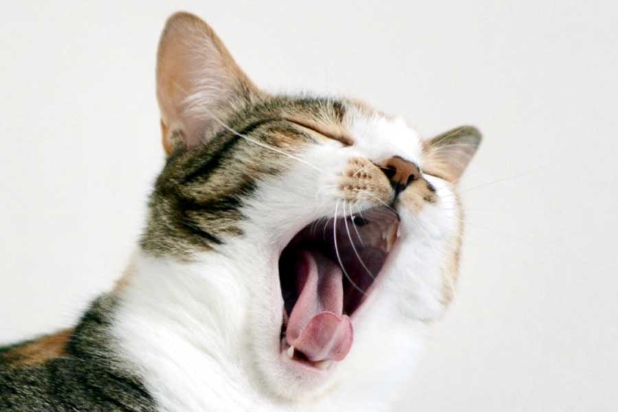 平和ボケのイメージ（画像：写真AC）