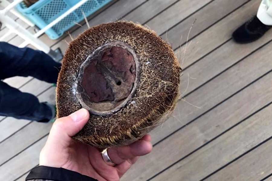 ヤシの実を使った甲板磨きは船乗りの伝統。重労働だという（画像：広岡祐）
