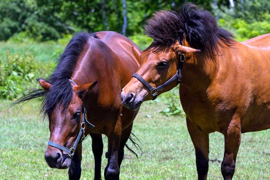 日本在来種の木曽馬（画像：写真AC）