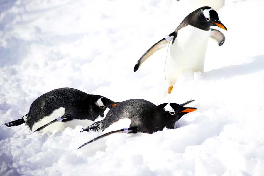 おたる水族館の人気者（画像：写真AC）