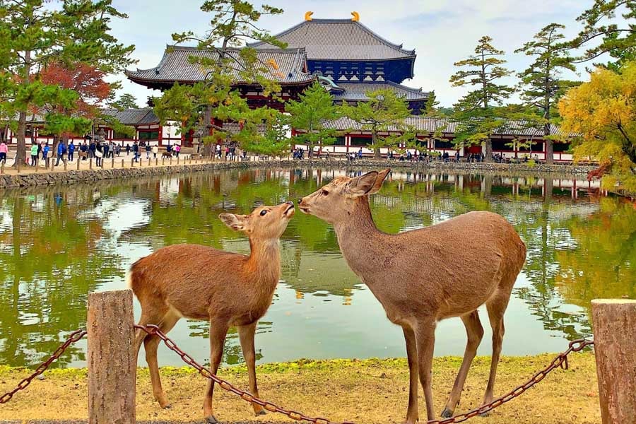 奈良公園の鹿（画像：写真AC）