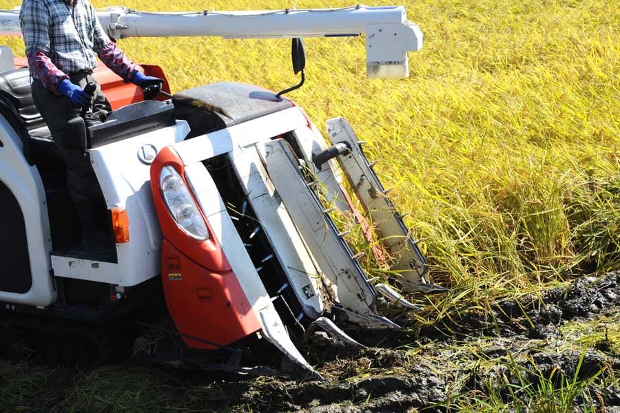 稲作（画像：写真AC）