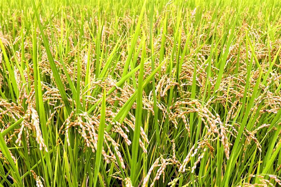 田んぼ（画像：写真AC）