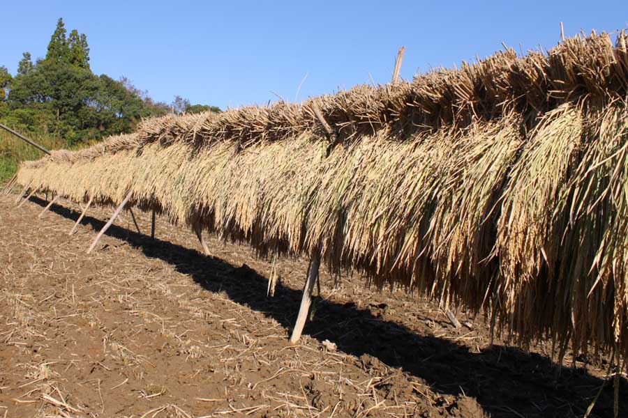 田んぼ（画像：写真AC）