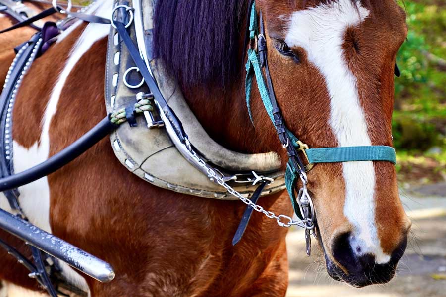 馬車馬のイメージ（画像：写真AC）