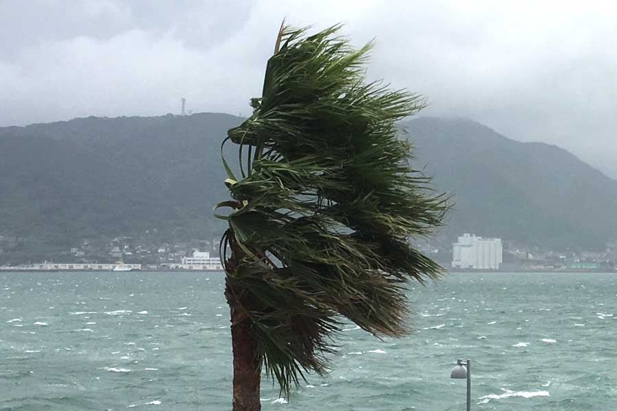 木に吹き付ける強風（画像：写真AC）