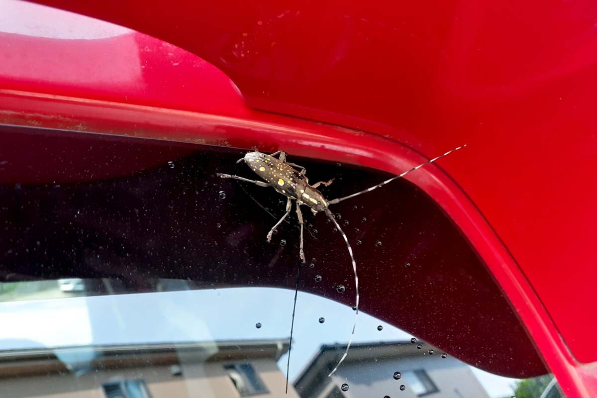 車についている虫（画像:写真AC）