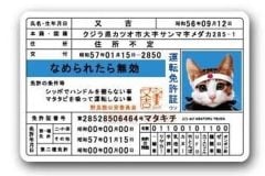 なぜ「なめ猫免許証」は1200万枚も売れたのか？――権威を遊びに変え、若者心理を掌握した社会現象を再考する