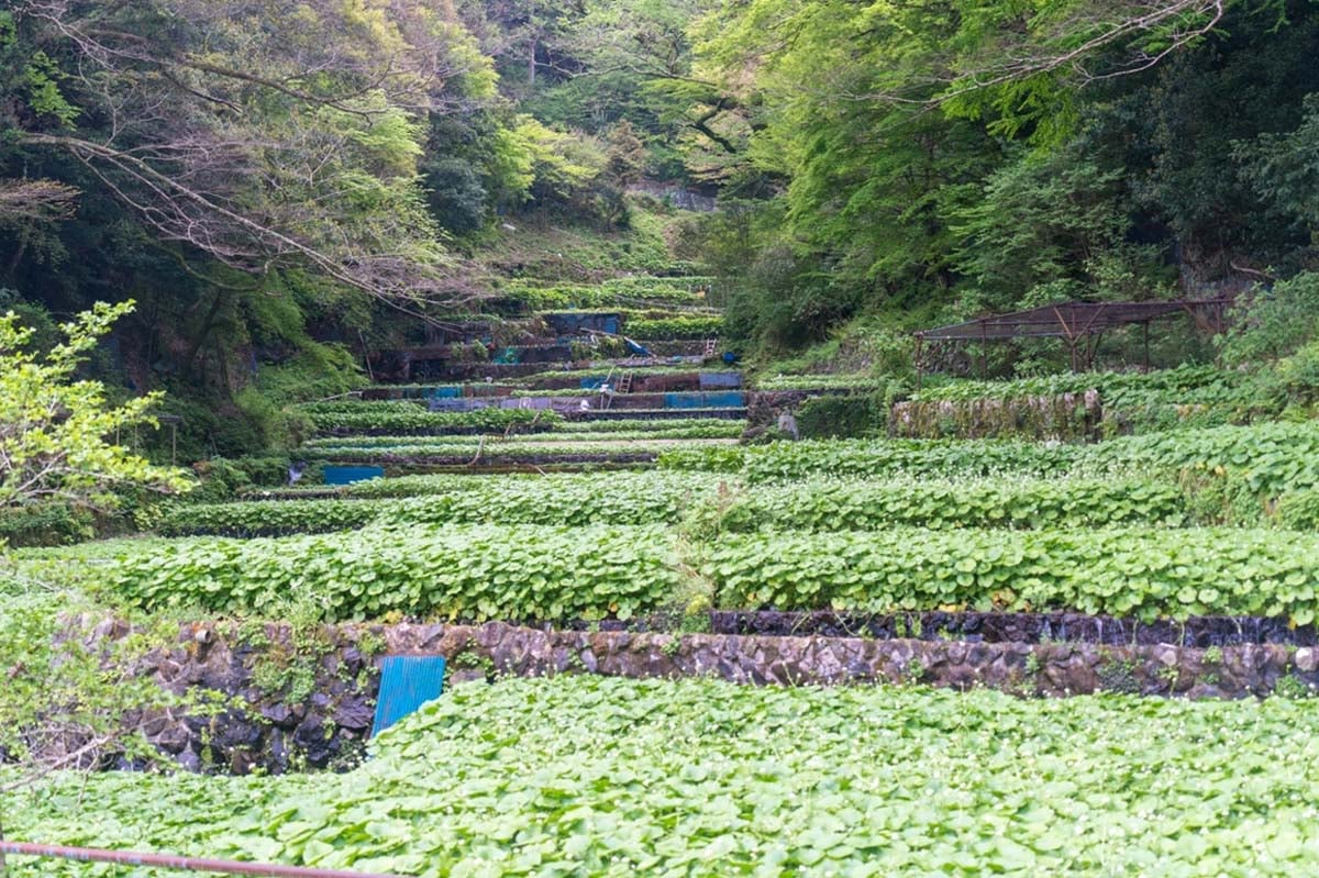 伊豆地方のわさび畑（画像：写真AC）