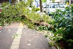 「緑の景観」か「命の安全」か？ 倒木・落枝事故1700件――「街路樹伐採トラブル」が全国で繰り返されるワケとは