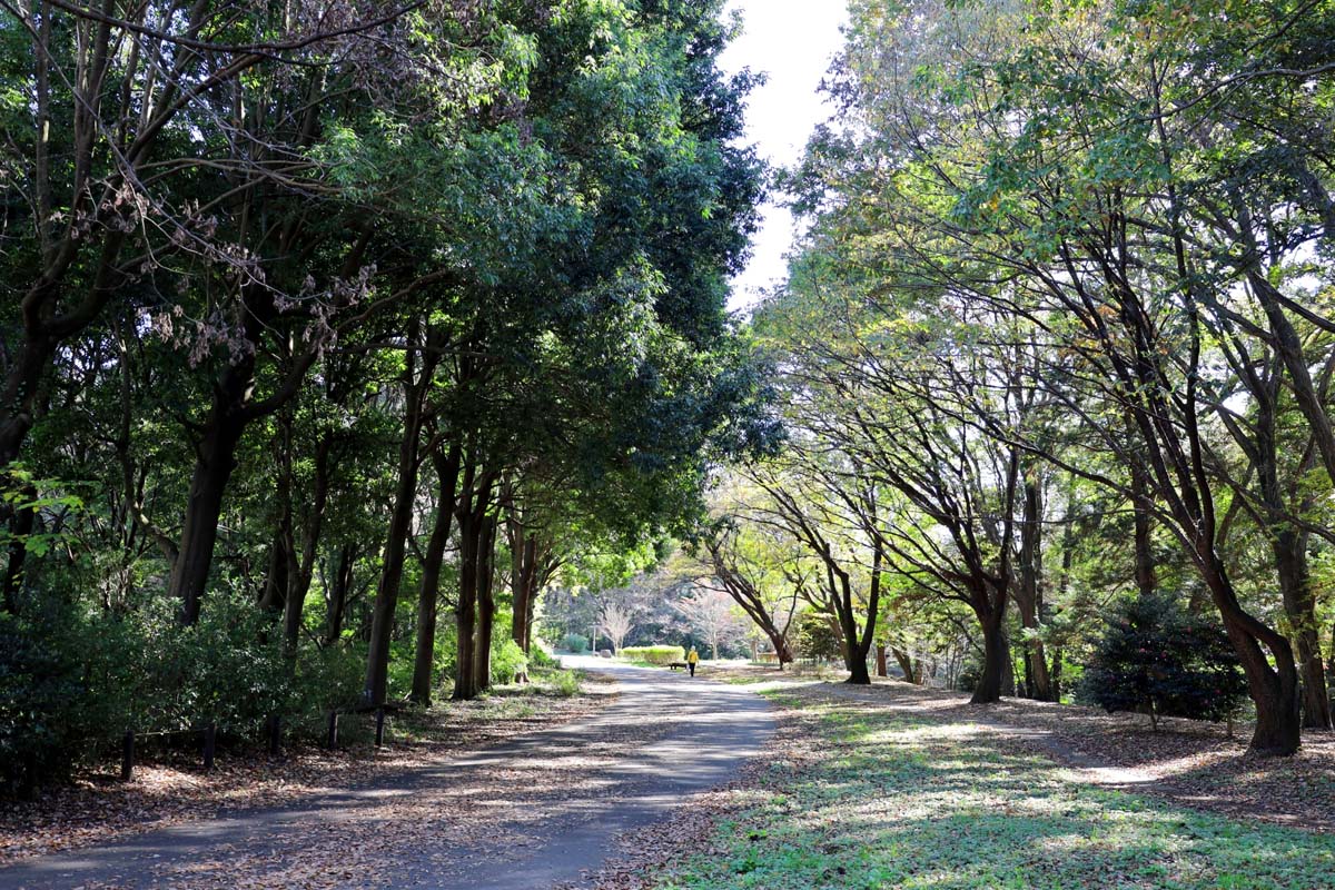 かつての「戦車道路」（画像：写真AC）