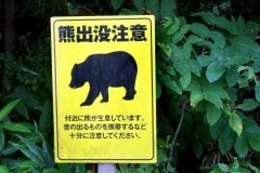 「クマ被害」過去最多12人死亡！ 通勤・通学ルートにも迫る都市近郊リスクーー「移動防衛網」は今から間に合うのか？