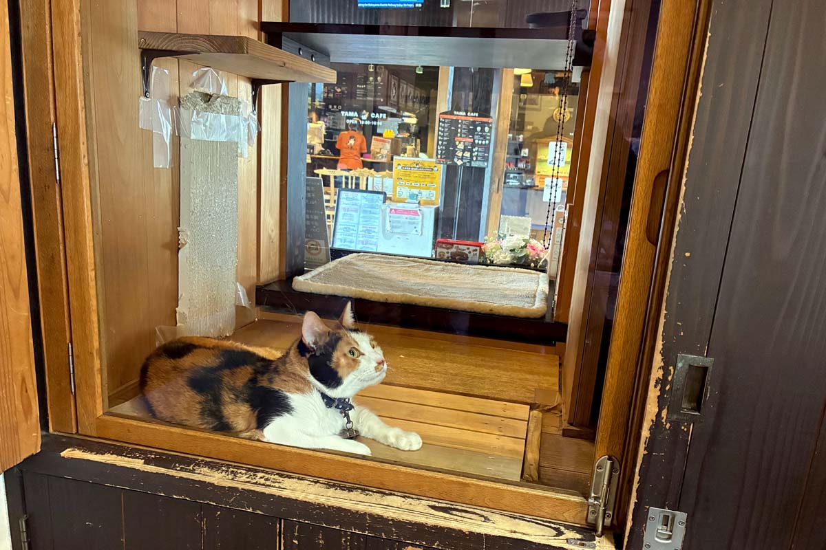 ガラス張りの貴志駅駅長室で「執務中」のごたま（画像：高田泰）