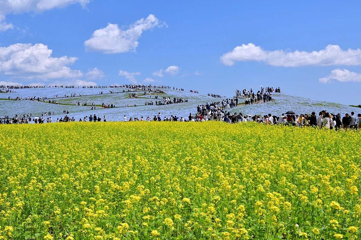 年間200万人超が来園する国営ひたち海浜公園（画像：公園財団）