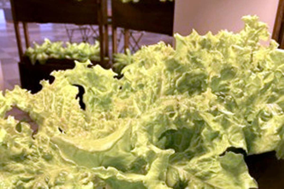 植物工場内での野菜のLED栽培イメージ（画像：写真AC）