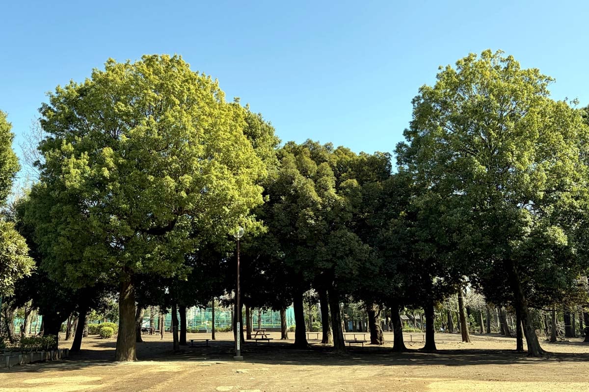 公園イメージ（画像：写真AC）