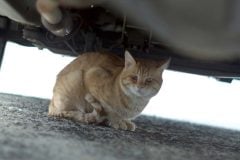 なぜ猫の救援要請は「6月」に急増したのか？ 自動車に潜む“冬の風物詩”の裏にあるリスクとは