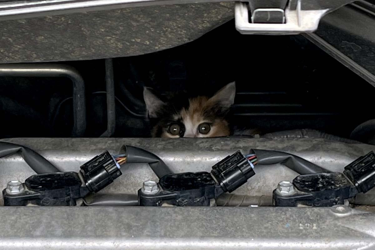 猫と自動車イメージ（画像：写真AC）