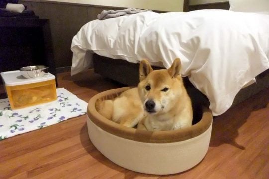 「愛犬と旅行に行きたい！」4000億円市場を変える“肉球経済”をご存じか